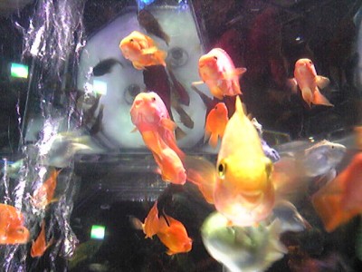 Image035.jpg