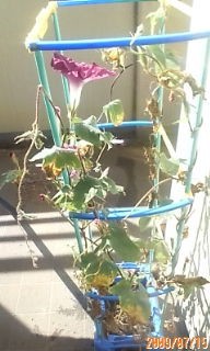 20090715075516.jpg