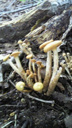 P1000169.jpg