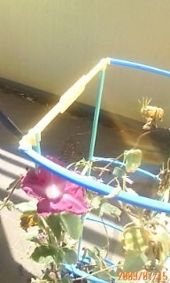 20090715075636.jpg