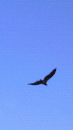 P1000241.jpg